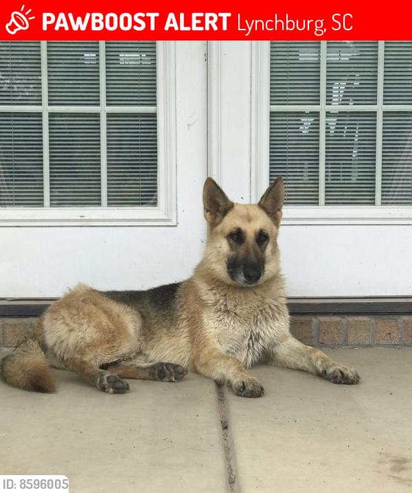 Lost Female Dog last seen Highway 341 Lynchburg SC, Lynchburg, SC 29080