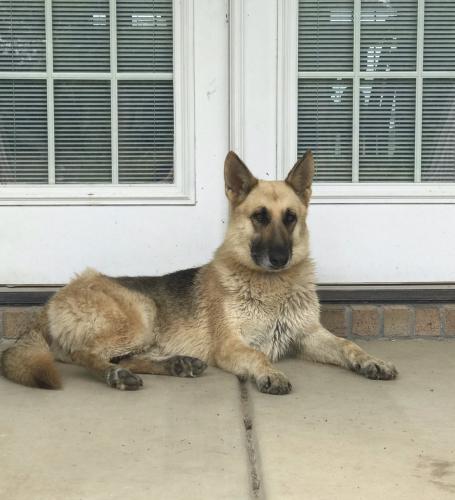 Lost Female Dog last seen Highway 341 Lynchburg SC, Lynchburg, SC 29080