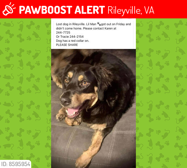 Lost Male Dog last seen Near cedar point rd rileyville Virginia , Rileyville, VA 22650