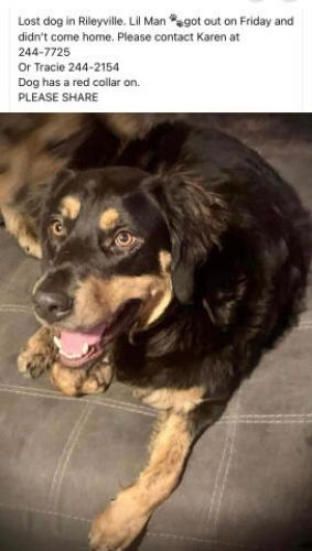 Lost Male Dog last seen Near cedar point rd rileyville Virginia , Rileyville, VA 22650