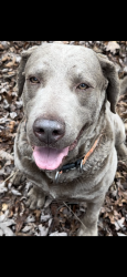 Lost Male Dog last seen 136/Beck Ln, Dawsonville, GA 30534