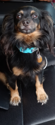 Lost Male Dog last seen Richmond Pkwy and Barrett Ave, Richmond, CA 94808