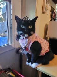 Lost Female Cat last seen 8th Avenue and Seminole Blvd, Largo, FL 33771, Largo, FL 33771