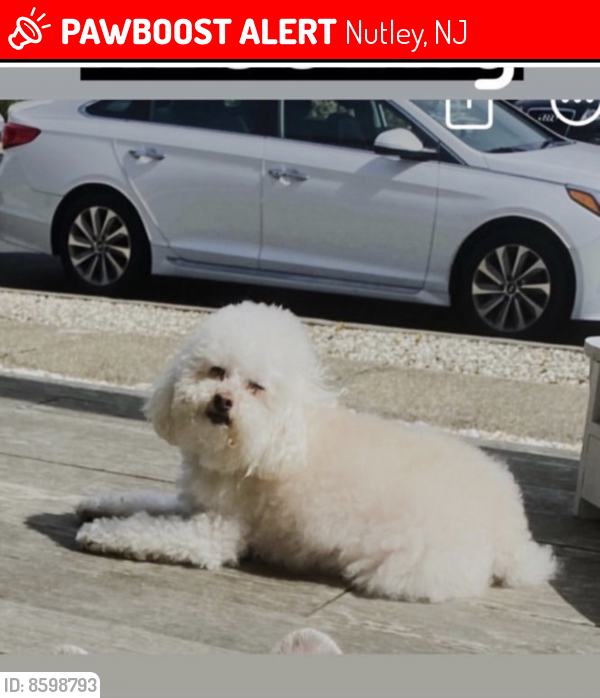 Lost Male Dog in Nutley, NJ 07110 Named Romeo (ID 8598793) PawBoost