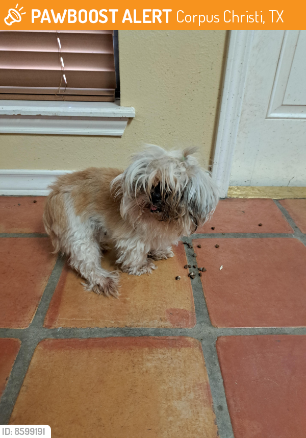 Found/Stray Dog in Corpus Christi, TX 78413 (ID 8599191) PawBoost