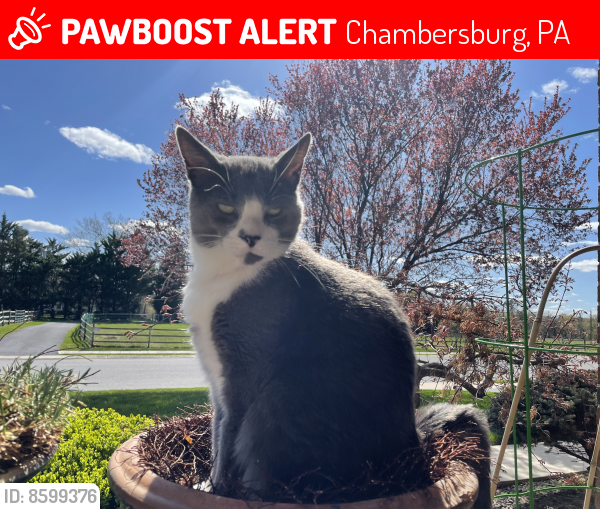 Lost Male Cat last seen Woodvale dr and Phoenix dr. near BJ’s, Chambersburg, PA 17201