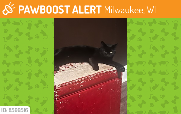 Found/Stray Female Cat last seen 45th W. Center st Milwaukee wi , Milwaukee, WI 53212