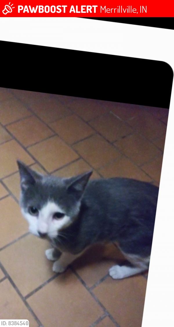 Lost Male Cat last seen Madison and 73rd, Merrillville, IN 46410