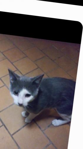 Lost Male Cat last seen Madison and 73rd, Merrillville, IN 46410