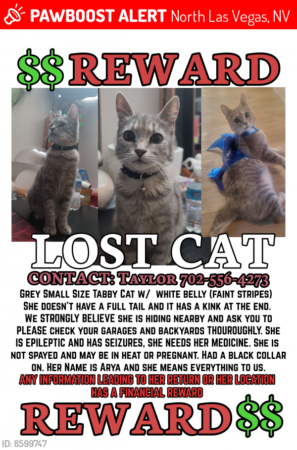 Lost Female Cat last seen Donna and Washburn, North Las Vegas, NV 89081