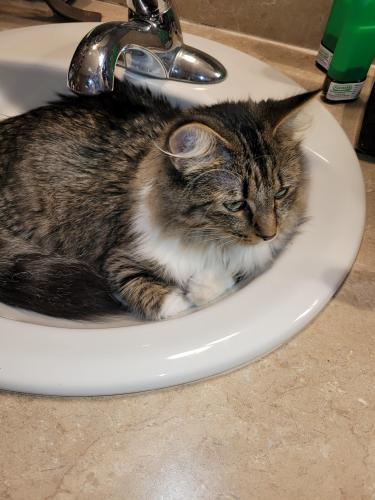 Lost Female Cat last seen Castle and Sherron drive , Maplewood, MN 55109