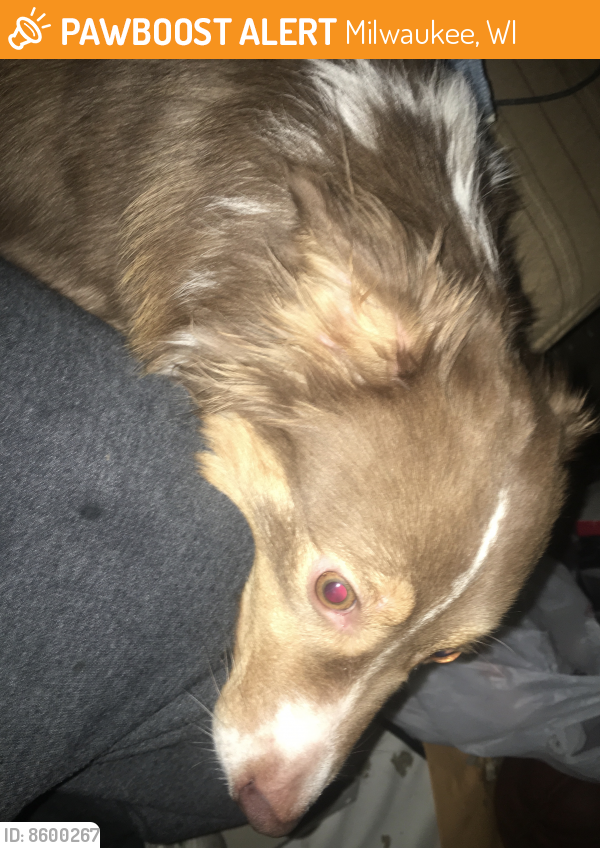 Found/Stray Female Dog last seen 39th/Lisbon ave Milwaukee, wi, Milwaukee, WI 53210