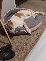 Reunited Female Dog last seen East library, Arlington, TX 76010