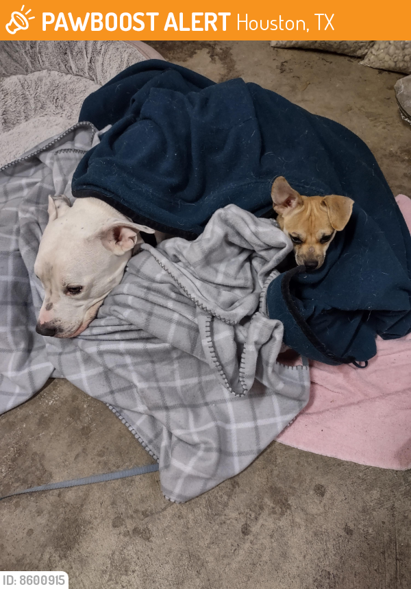 Found/Stray Male Dog in Houston, TX 77077 (ID 8600915) PawBoost