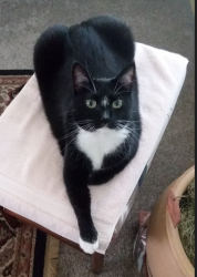 Lost Female Cat last seen N. 429 Rd, between W 450 & 460 Rds, Pryor, OK, Pryor, OK 74361