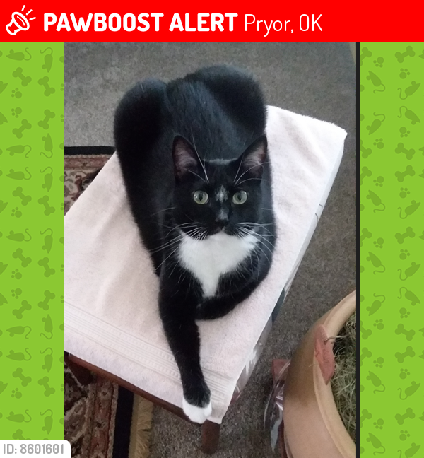 Lost Female Cat last seen N. 429 Rd, between W 450 & 460 Rds, Pryor, OK, Pryor, OK 74361