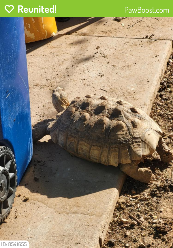 Reunited Female Reptile in Mesa, AZ 85203 (ID 8541655) PawBoost