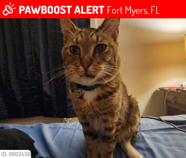Lost Male Cat last seen Summerlin Trace Appartments, Fort Myers, FL 33919