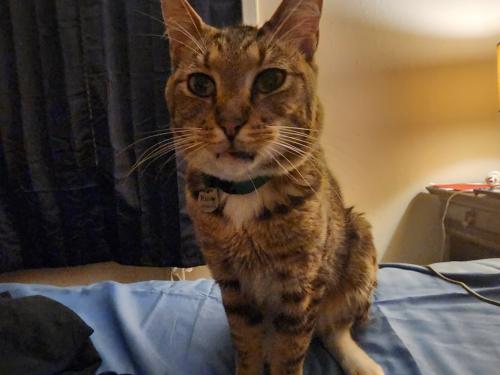 Lost Male Cat last seen Summerlin Trace Appartments, Fort Myers, FL 33919