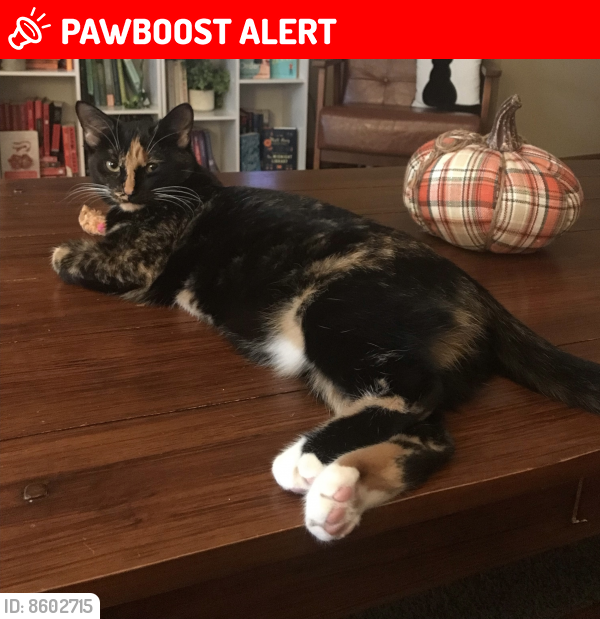 Hampton Township Pa Lost Female Cat Charlotte Is Missing Pawboost