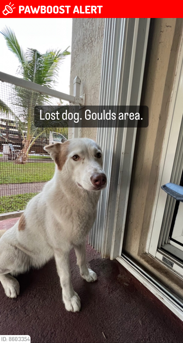 Lost Female Dog in MiamiDade County, FL 33170 Named Koda (ID 8603354