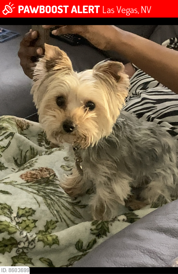 Lost Male Dog last seen Buffalo and Certitude , Las Vegas, NV 89131