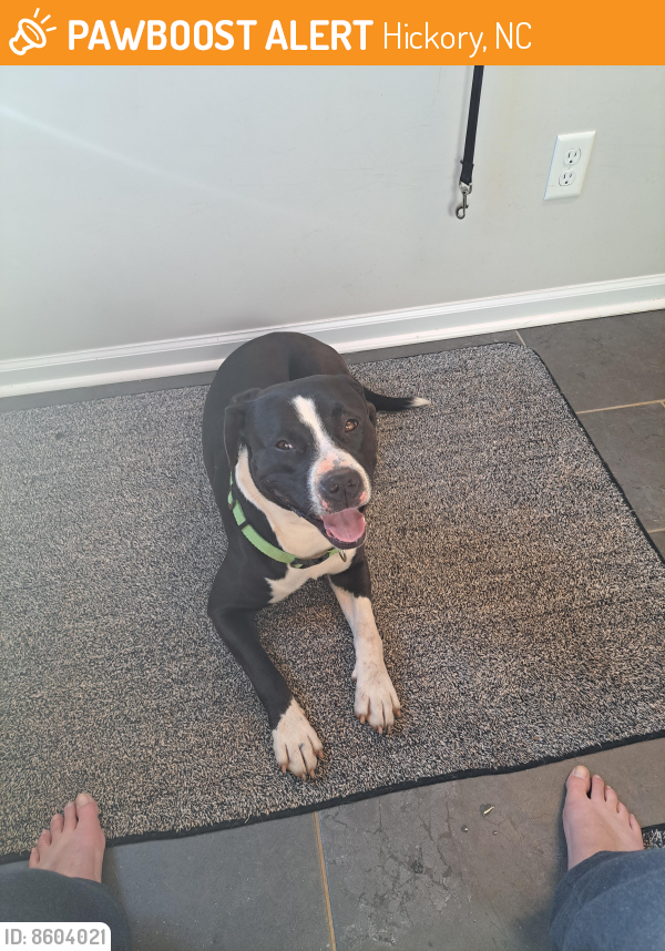 Found/Stray Male Dog in Hickory, NC 28602 (ID 8604021) PawBoost