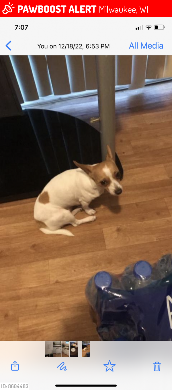 Lost Female Dog last seen near the fire station and police station at 21st and Oklahoma, Milwaukee, WI 53215
