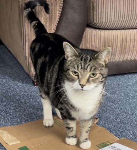 Lost Male Cat last seen Watercress park , Greater London, England CR4 4AX