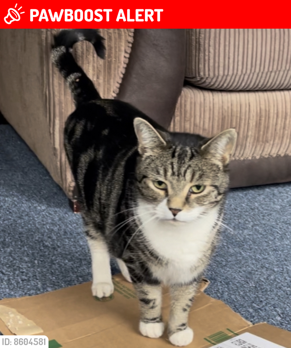 Lost Male Cat last seen Watercress park , Greater London, England CR4 4AX