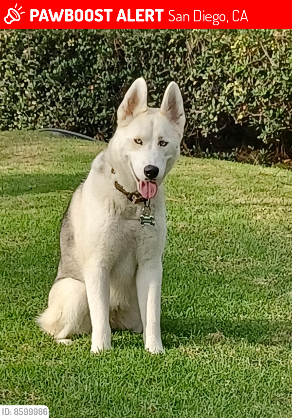 Lost Female Dog last seen Lombard Place, San Diego, CA 92122