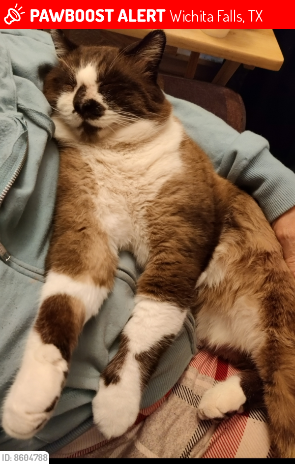 Lost Male Cat last seen Cole Street near Carrigan and Speedway, Wichita Falls, TX 76301, Wichita Falls, TX 76301
