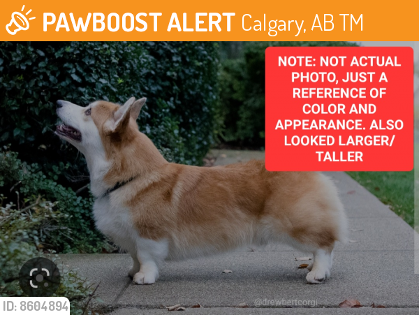 Found/Stray Unknown Dog last seen Mahogany Gate SE near entrance/exit stoplights, Calgary, AB T3M