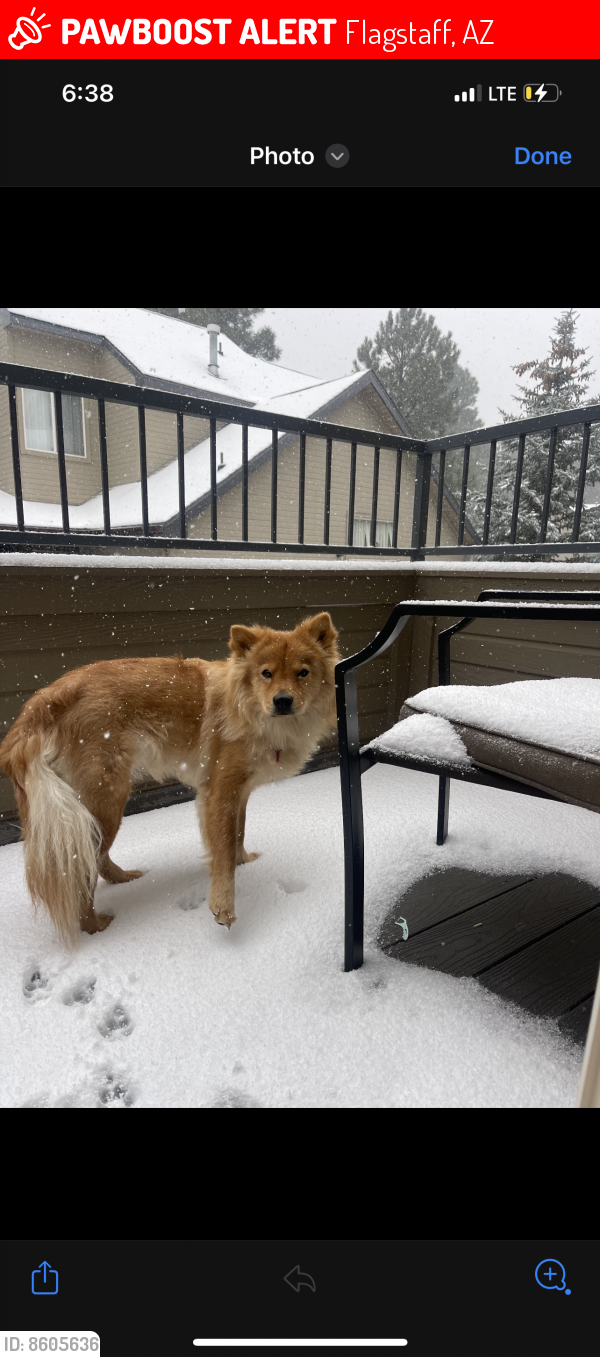 Lost Female Dog in Flagstaff, AZ 86004 Named Emma (ID 8605636) PawBoost