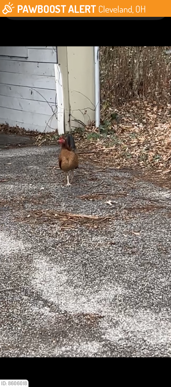 Found/Stray Unknown Other last seen Cudell, in my grge , Cleveland, OH 44102
