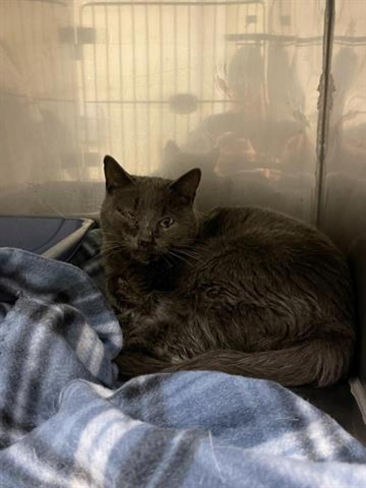 Shelter Stray Female Cat last seen Near BLOCK S MERIDIAN CIR, TAYLORSVILLE UT 84123, West Valley City, UT 84120