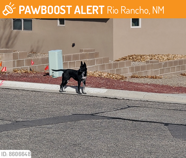 Found/Stray Female Dog in Rio Rancho, NM 87124 (ID 8606648) PawBoost