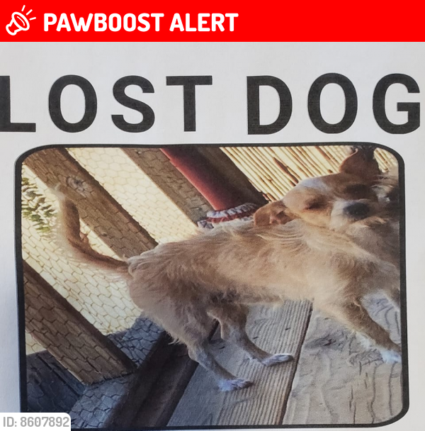 Lost Male Dog in Apache Junction, AZ 85207 Named Moobis (ID 8607892