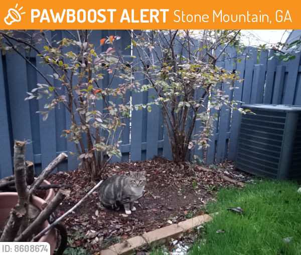 Found/Stray Male Cat last seen N Hairston , Stone Mountain, GA 30083