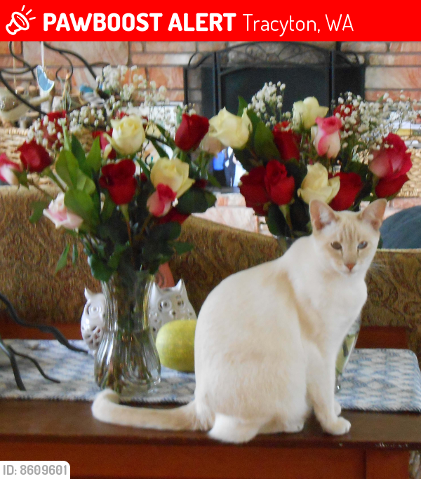 Lost Female Cat last seen Crossroads: Tracy Hill Way/Bunker St. NW Tracyton/Bremerton, Washington 98311 541-999-5593, Tracyton, WA 98311