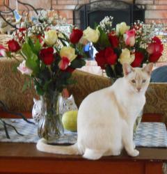 Lost Female Cat last seen Crossroads: Tracy Hill Way/Bunker St. NW Tracyton/Bremerton, Washington 98311 541-999-5593, Tracyton, WA 98311