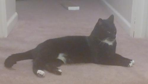 Found/Stray Male Cat last seen Alley  if claimed request proof ownership, Norristown, PA 19401