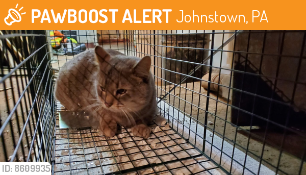 Found/Stray Unknown Cat last seen Beatrice Ave Johnstown PA 15906, Johnstown, PA 15906