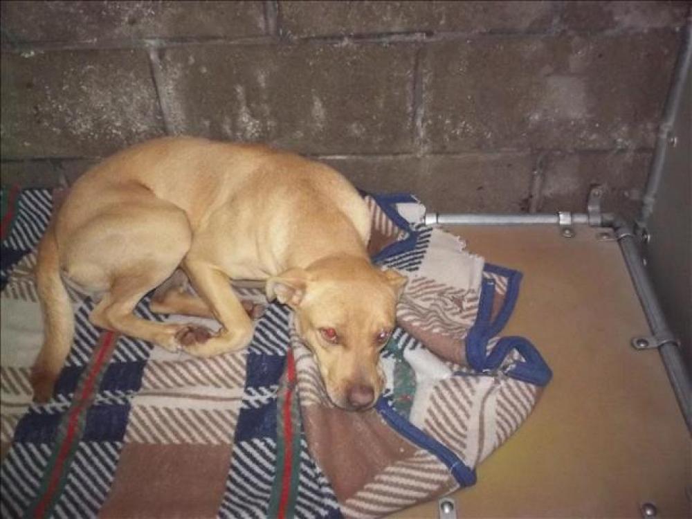 Shelter Stray Male Dog last seen , Lake Isabella, CA 93240