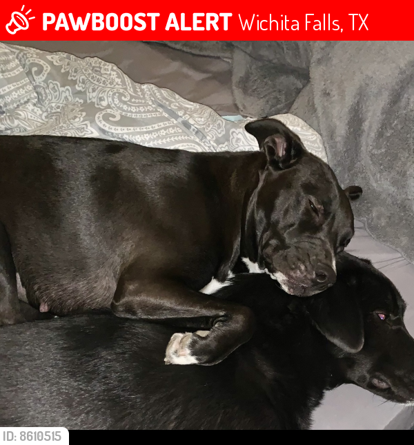 Lost Female Dog in Wichita Falls, TX 76309 Named Nyla Valdez (ID