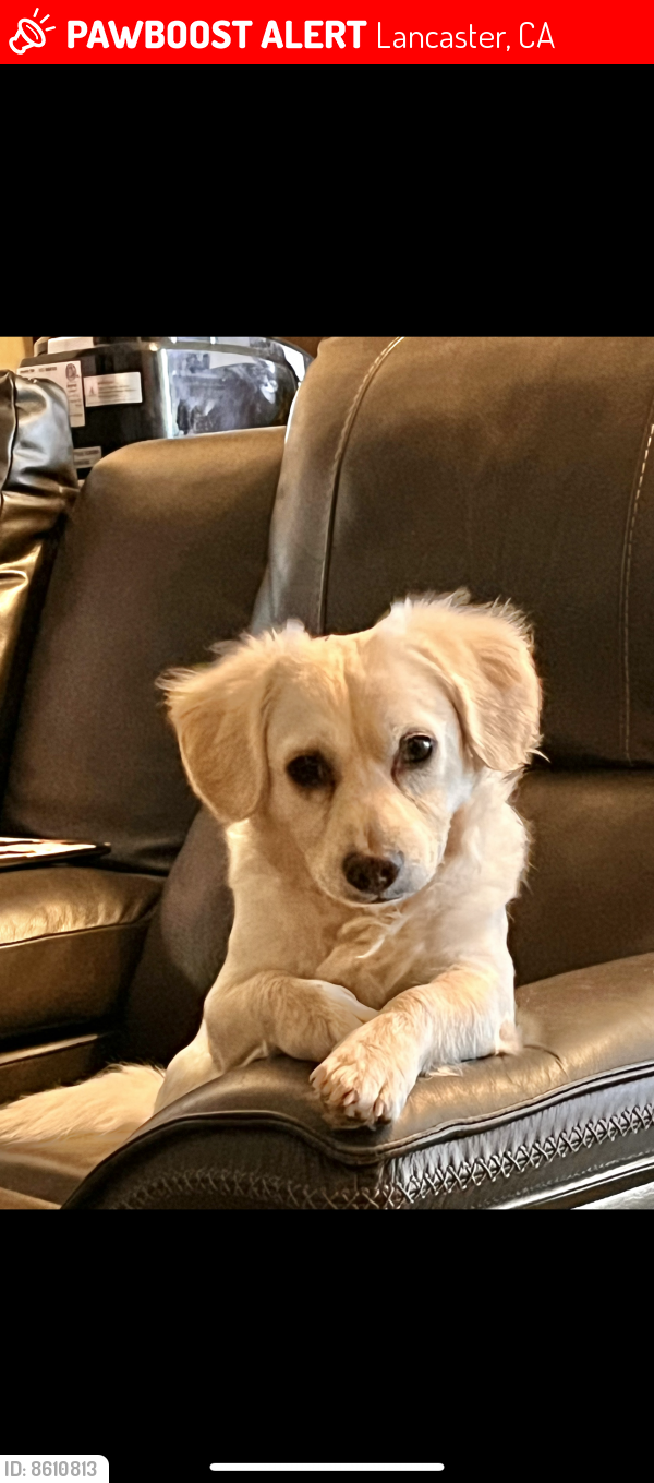 Lost Male Dog in Lancaster, CA 93535 Named Snowball (ID 8610813