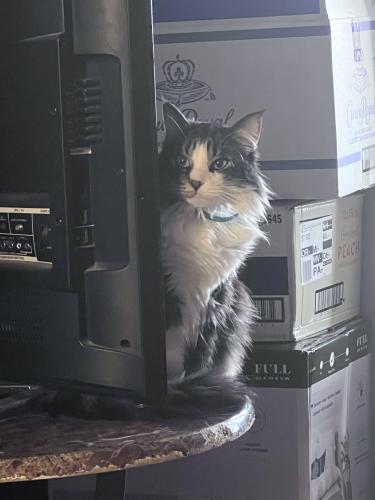 Lost Male Cat last seen Black lake rd and e holly grove rd, Thomasville, NC 27360