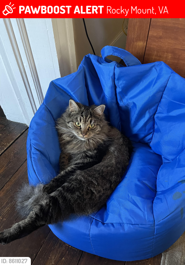 Rocky Mount, VA Lost Female Cat, Sushi Is Missing PawBoost