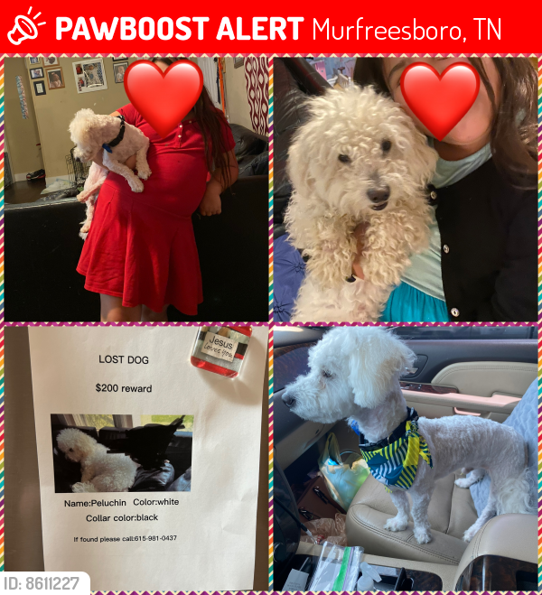 Lost Male Dog in Murfreesboro, TN 37129 Named Peluchin (ID 8611227