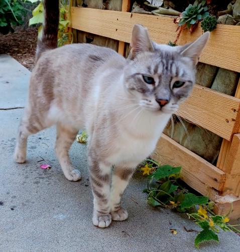 Lost Male Cat last seen Simply Cats , Boise, ID 83709